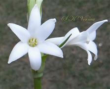  Flower pair